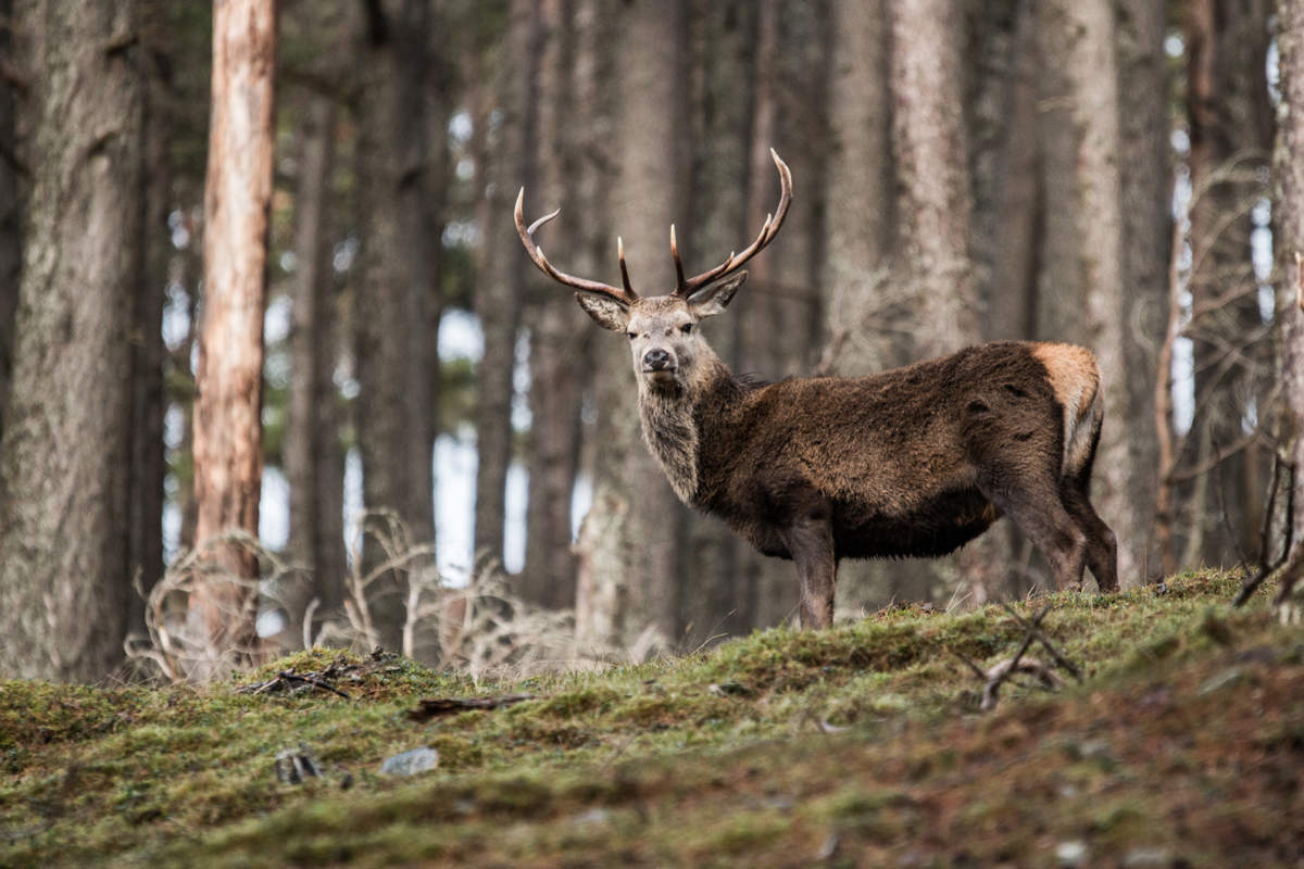 Implement kød radiator Species – Red Deer – The Mammal Society