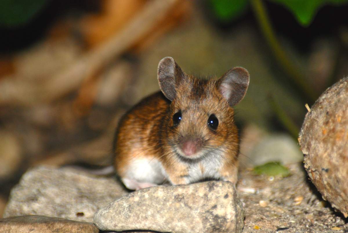 Species Wood Mouse The Mammal Society